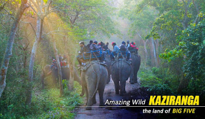 amazing kaziranga elephant safari