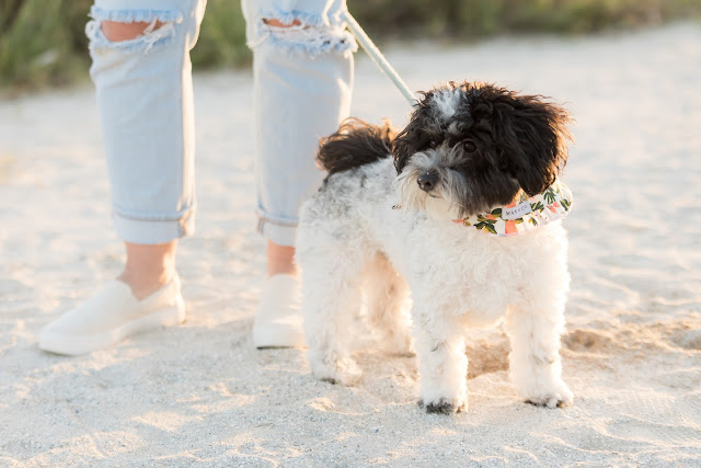 black and white fluffy dog on the beach