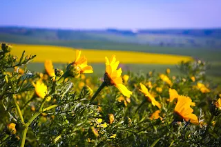 La magie des fleurs sauvages jaunes