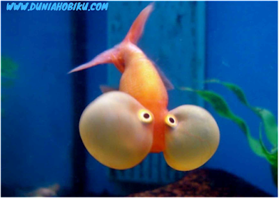 ikan mas koki mata balon tanpa sisik kepala
