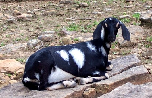 Black and white spotted goat lying on a large rock