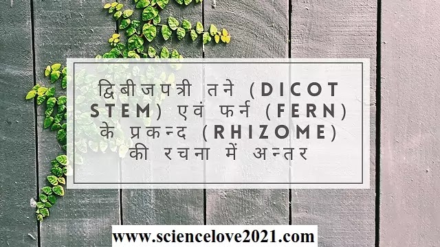 द्विबीजपत्री तने (Dicot Stem) एवं फर्न (Fern) के प्रकन्द (Rhizome) की रचना में अन्तर|hindi