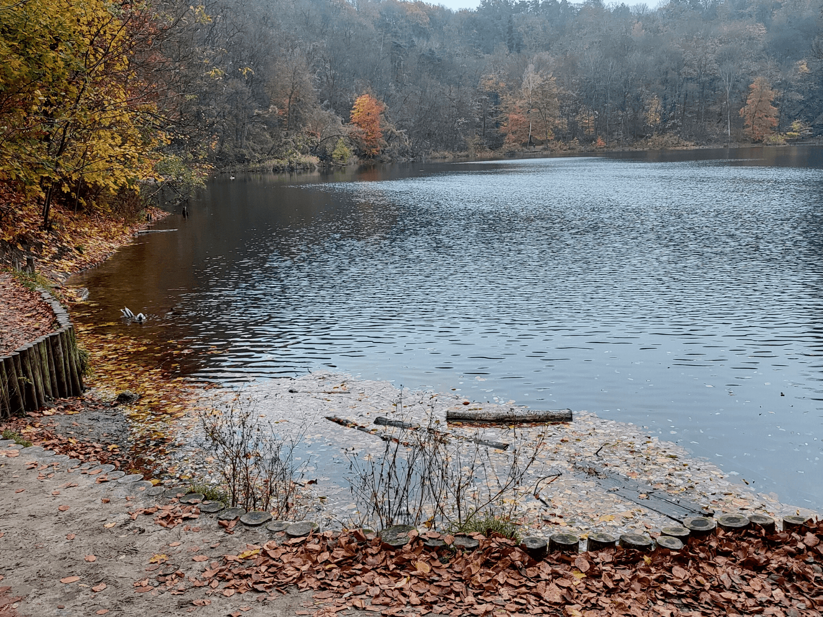 Puszcza Bukowa, jezioro Szmaragdowe