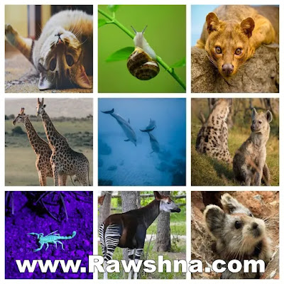 عجائب وغرائب عالم الحيوان | إليك اغرب معلومات عن الحيوانات