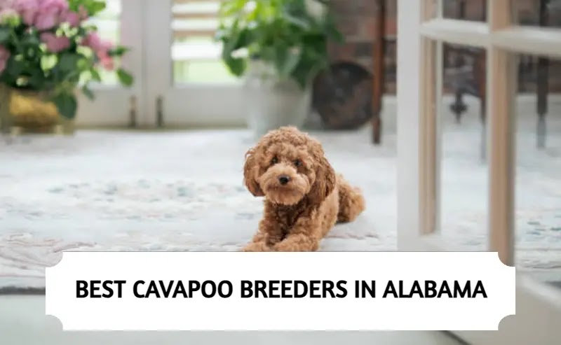 Best Cavapoo Breeders in Alabama