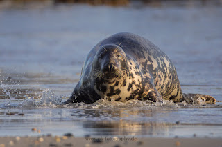 Wildlifefotografie Helgoland Düne Robben Kegelrobbe