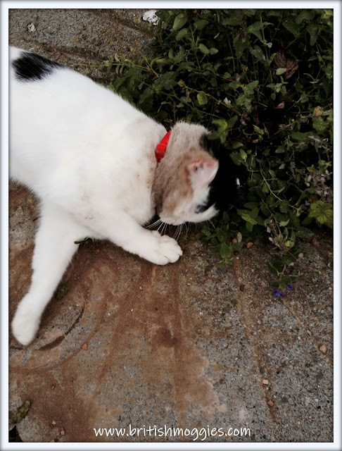 cat covered in mud, 3 legged cat , tripawed cat,  cat rolling in dirt,