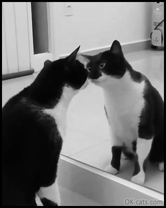 Funny Cat GIF • Tuxedo cat mesmerized by his own reflection in the mirror. 'You're so beautiful' [ok-cats.com]