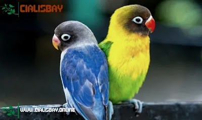 Ultimate Feeding Guide: What Do Lovebirds Eat?