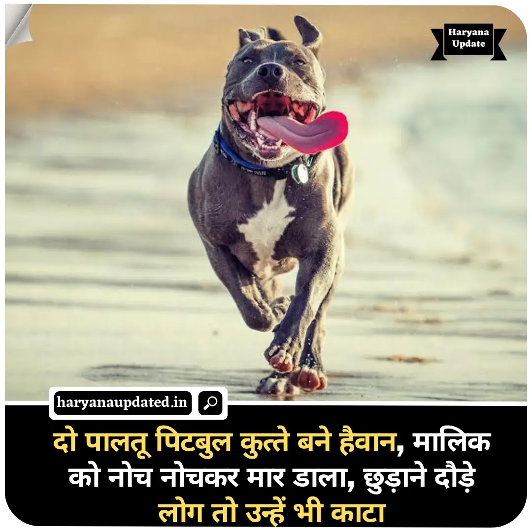 Yamunanagar Dogs cuts the man, yamunagar dogs viral news, latest Haryana crime news today, latest hindi news