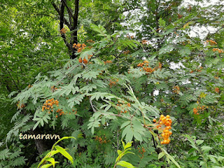 Рябина амурская / Рябина похуашаньская (Sorbus amurensis, =Sorbus pohuashanensis)