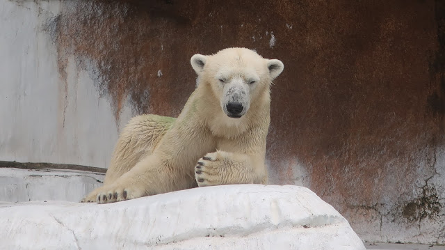 天王寺動物園 大阪 ホッキョクグマ