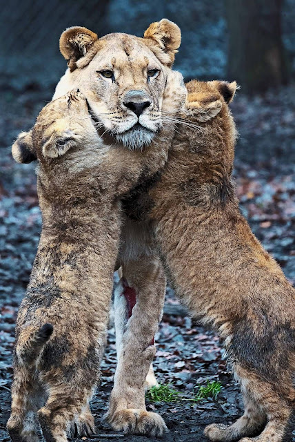 When mum returned from the vets, fully recovered from her injury, the cubs were absolutely delighted to have their favorite parent back.