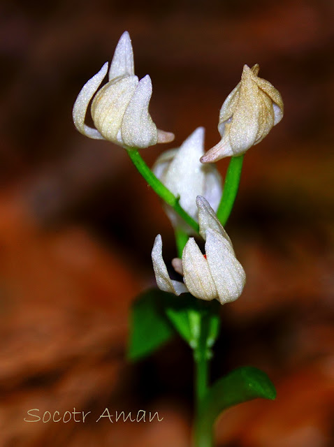 Cephalanthera erecta