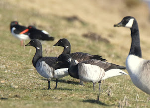 Fly Flatts Brent Geese