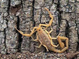 Scorpion jaune
