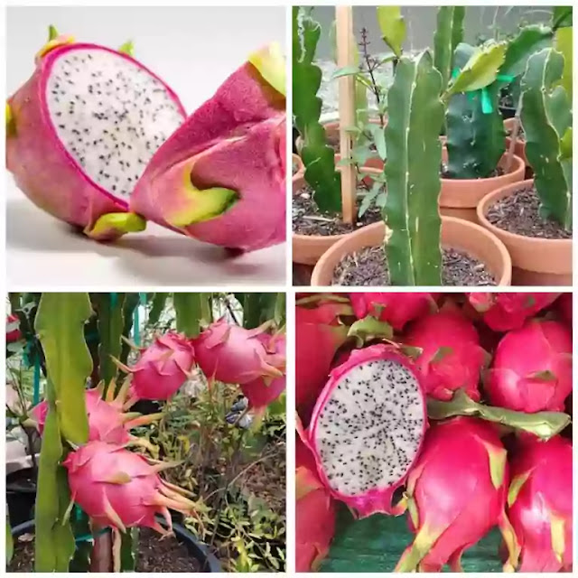 how to grow dragonfruit