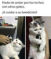 a cuidar a la bendicion humor meme gato