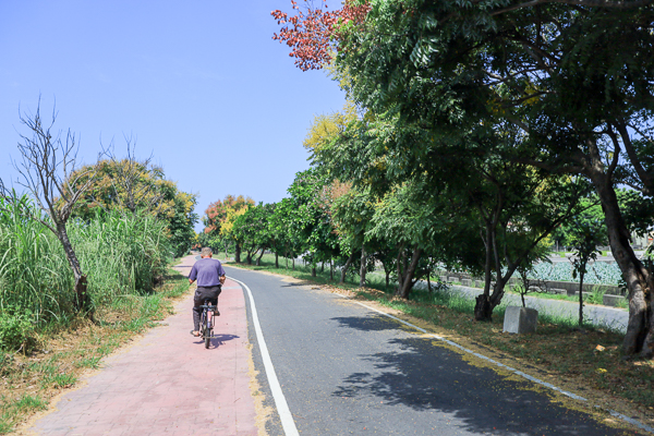 彰化埔鹽東螺溪自行車道石埤橋旁台灣欒樹呈現黃綠紅，散步好去處
