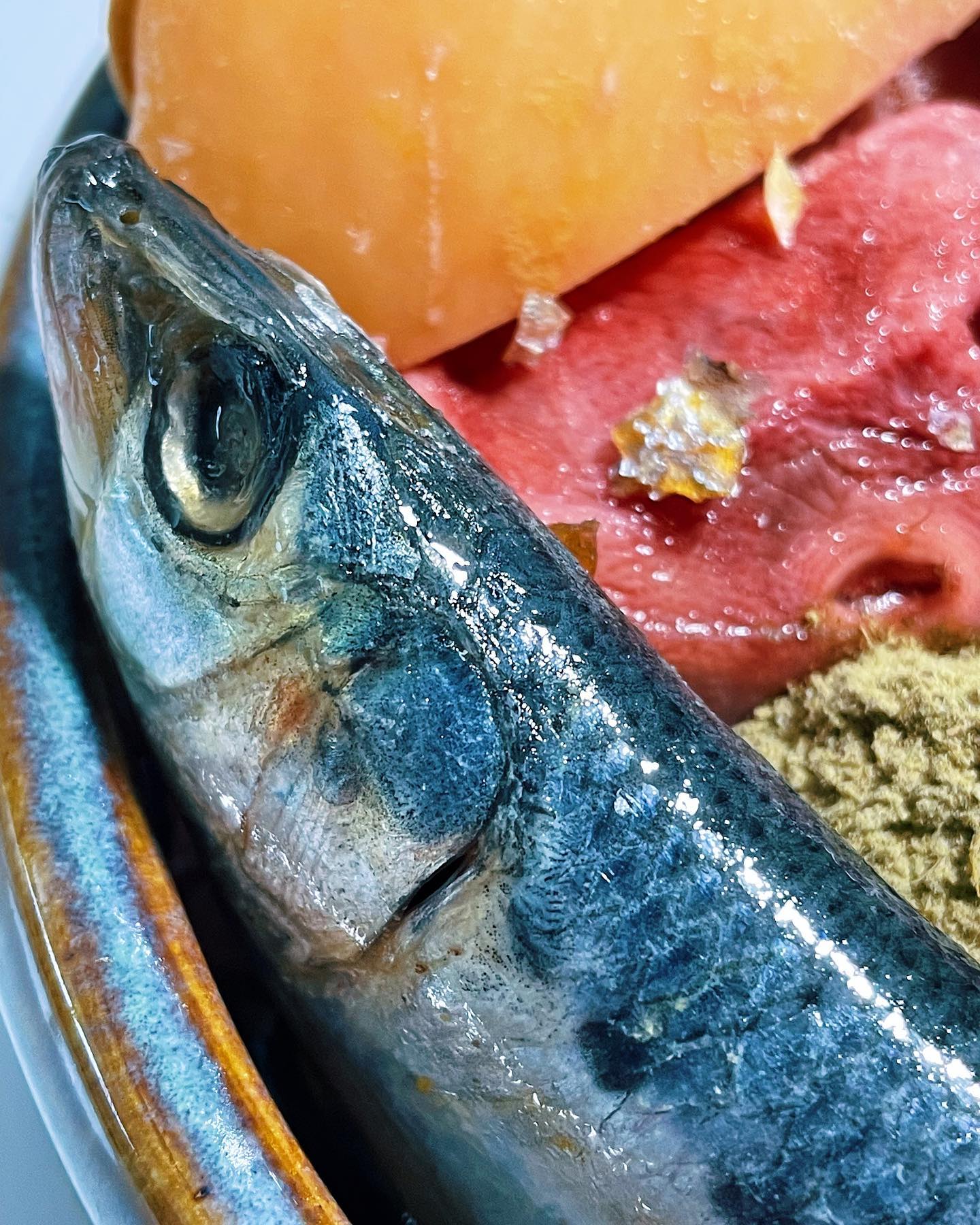 raw feeding miami raw sardine