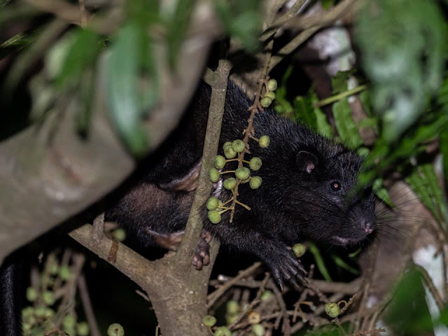 Southern Luzon Giant Cloud Rat snacking on fruiting vines