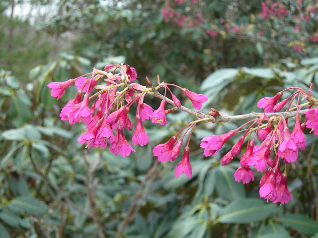 Вишня колокольчатая (Prunus campanulata, =Cerasus campanulata)