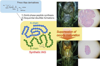 Synthetic insulin-like androgenic gland factor suppressed oocyte formation in marbled crayfish