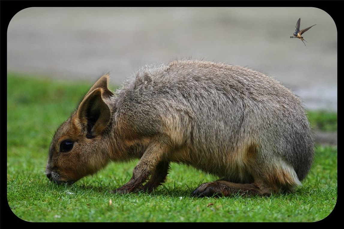 Patagonian Mara