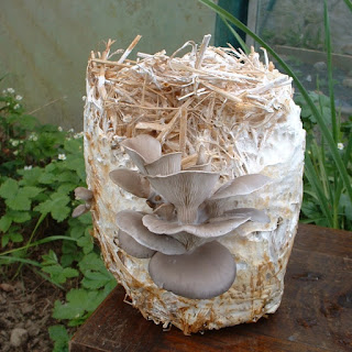 Mushroom spawn kits