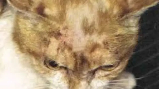 Scabies is an insect that transmits infection to cats