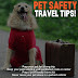 Tips for Pet-Friendly Travel: How to Ensure a Smooth and Enjoyable Experience