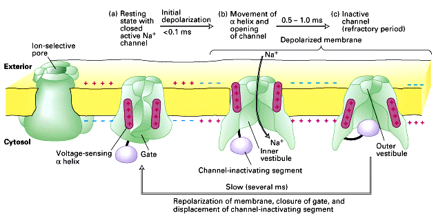 Operation of the voltage-gated sodium channel.