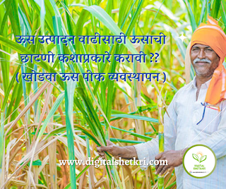 Khodwa sugarcane crop management