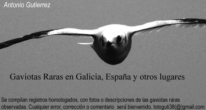 Gaviotas Raras en Galicia y España 