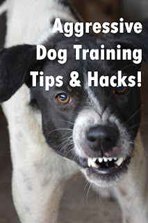 How to Stop Aggressive Behavior in Dogs