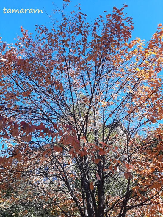 Вишня сахалинская / Вишня Саржента (Cerasus sachalinensis, =Cerasus sargentii)