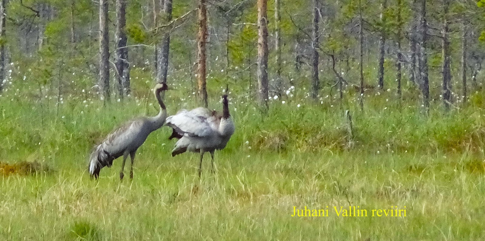 Juhani Vallin reviiri