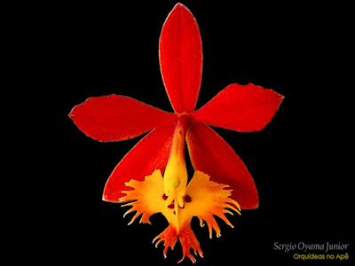 Orquídea Epidendrum radicans