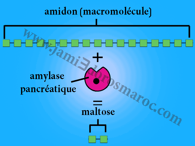 la simplification moléculaire de l'amidon