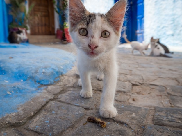 What Feed a Stray Cat Without Cat Food