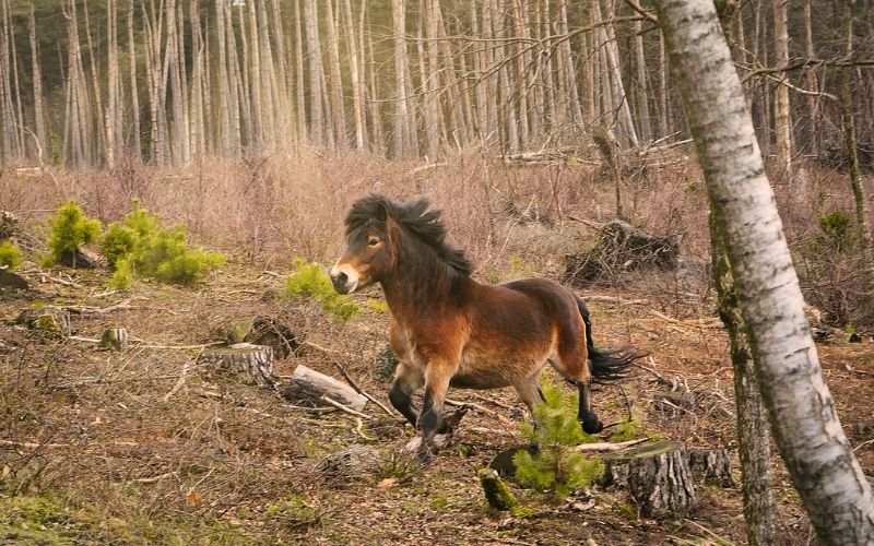 Exmoor Pony - WebNewsOrbit