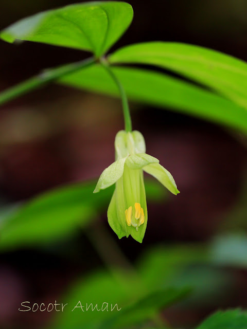 Disporum sessile