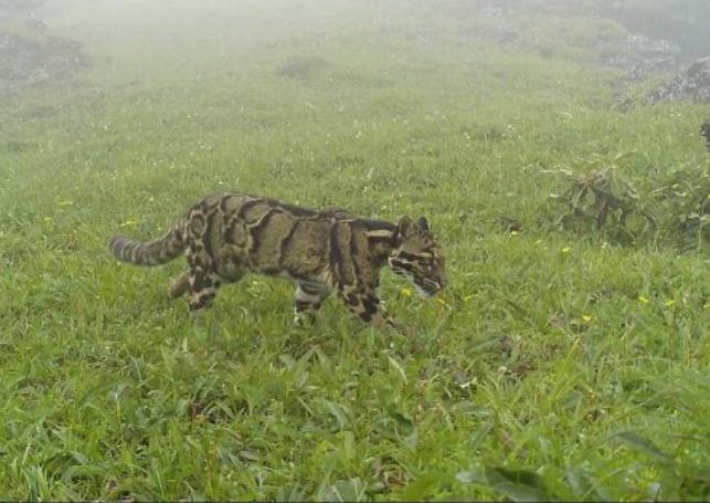 Clouded Leopard, Nagaland,