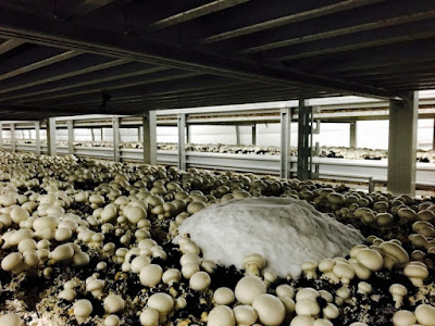 Mushroom cultivation training in Dominican Republic