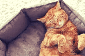 How to train cats to sleep?