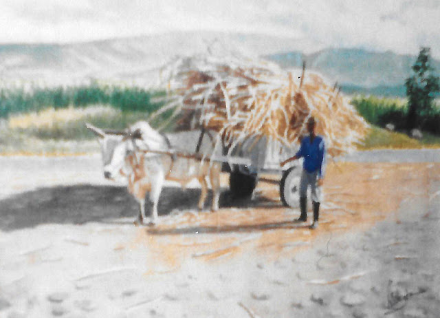 Blurred photograph of a watercolour of a sugar cane farmer with his ox-drawn cart, "Chargement matinal," by William Walkington