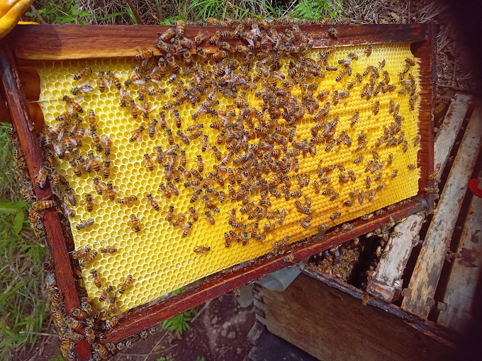El Hoyo arranca la Semana de la Miel con charlas, exposiciones y capacitaciones sobre la apicultura