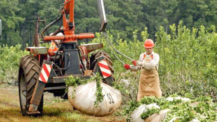 Rigen nuevos aumentos salariales para trabajadores rurales 