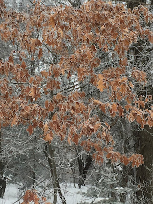 some oak leaves holding on in January