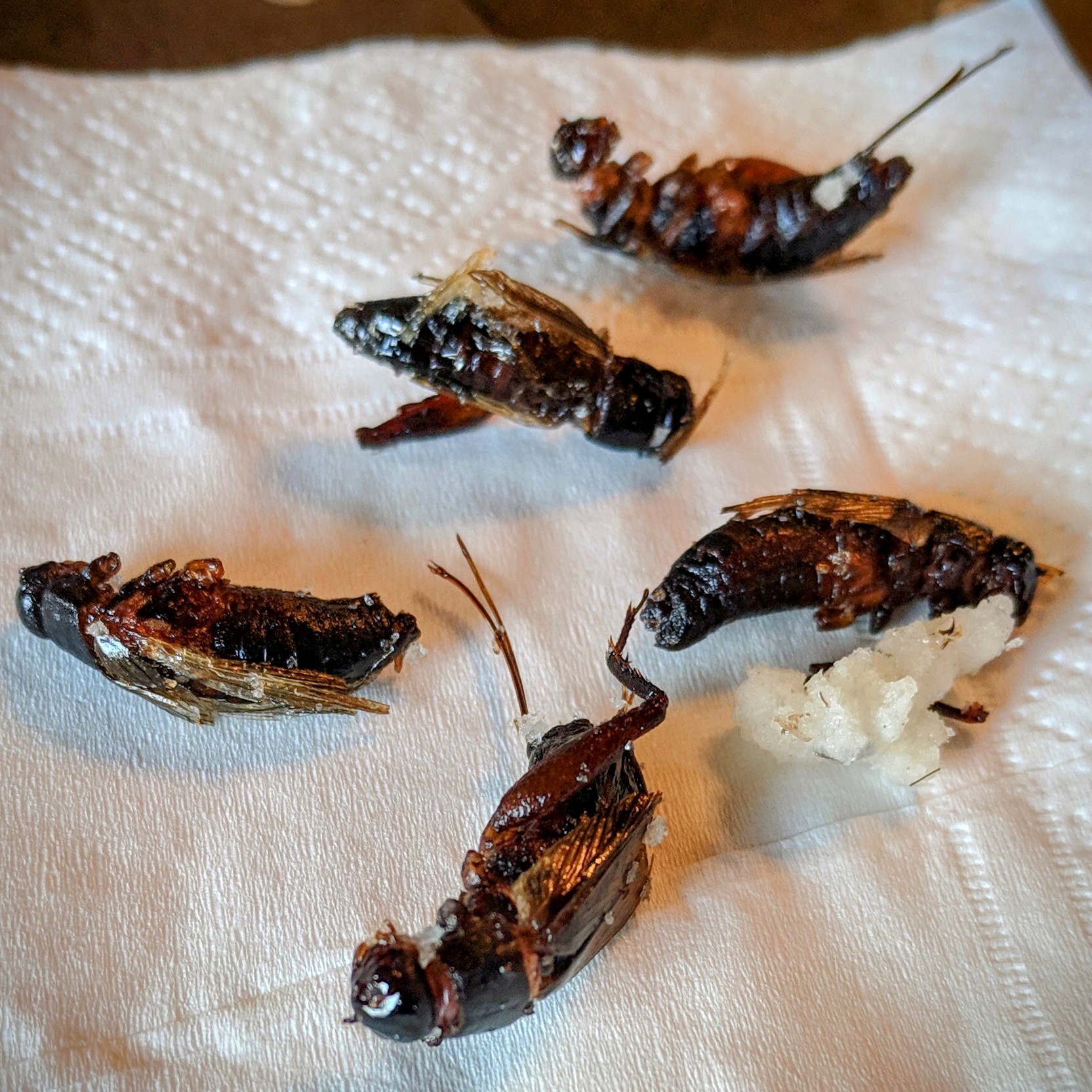 Deep fried crickets
